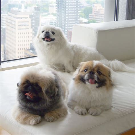 21 cutest pekingese puppies ever – Artofit