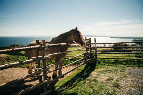 40+ Clydesdale Horse At Sunset Stock Photos, Pictures & Royalty-Free ...