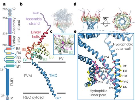 Exp Forms A Heptameric Pseudo Symmetric Pvm Spanning Pore A B