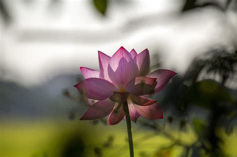 Lotus Blomma Rosa Gratis Foto P Pixabay Pixabay