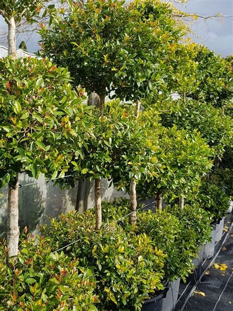 Syzygium Amber Glow For Sale National Shipping Designer Plants