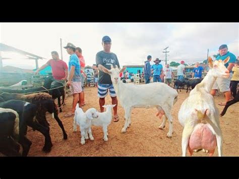 Feira De Caprinos E Ovinos De F Lha Mi Da Alagoas Brasil Nordeste