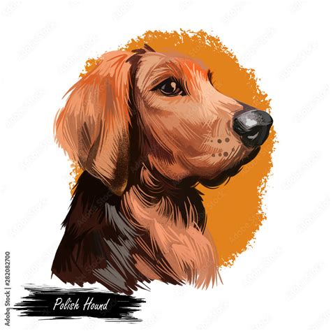 Polish Hound dog portrait isolated on white. Digital art illustration of hand drawn dog for web ...