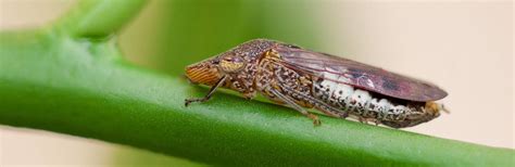 Glassy-Winged Sharpshooter | Center for Invasive Species Research