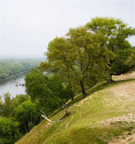 Trees On Steep River Bank Stock Photo Image Of Landscape 8343260