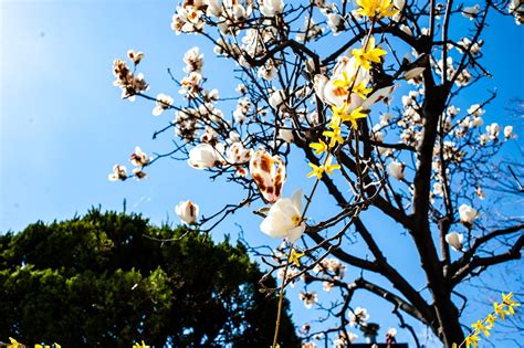 Printemps Fleur Arbre R Publique Photo Gratuite Sur Pixabay Pixabay