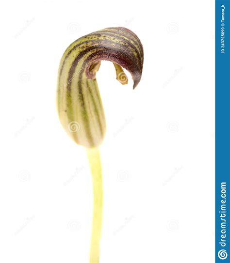 Flora of Gran Canaria - Strange Brown Flowers of Arisarum Simorrhinum