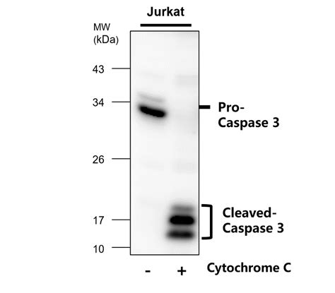 Caspase 3 p17 19抗體 Caspase 3 p17 19 antibody貨號IR96 401 IReal