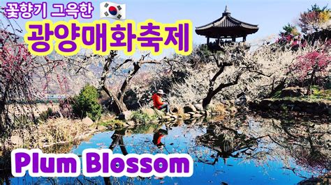 광양매화축제 Gwangyang Plum Blossom Festival 꽃향기 그윽한 광양 매화나라 Deep Scent Of