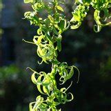 Salix Babylonica Crispa Crispa Babylon Weeping Willow Crispa