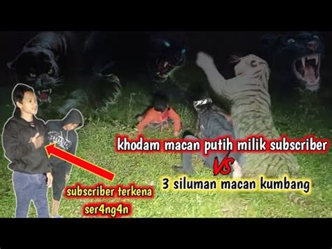 LIVE Semua Kewalahan Ketika Khodam Macan Putih Milik Subscriber Di