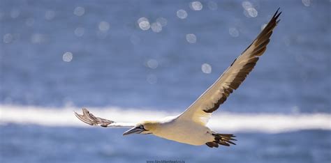 Diamonds In The Rough Lamberts Bay Including Elands Bay Alex Aitkenhead