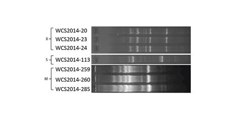 Disease Induced Assemblage Of A Plant Beneficial Bacterial Consortium