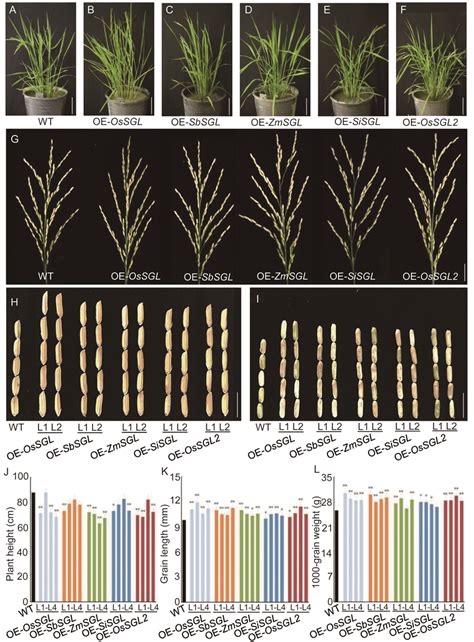 Agronomic Traits Of Mature Plants Panicles And Grains Between Wild