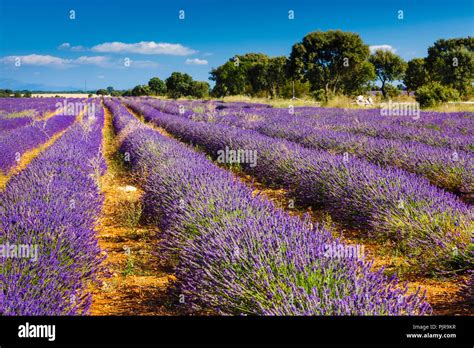 Lavender Cultivation Fields Stock Photo Alamy