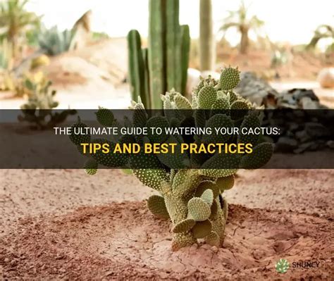 The Ultimate Guide To Watering Your Cactus Tips And Best Practices Shuncy