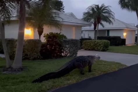 Watch Big Alligator Takes An Easter Stroll Through Florida Neighborhood