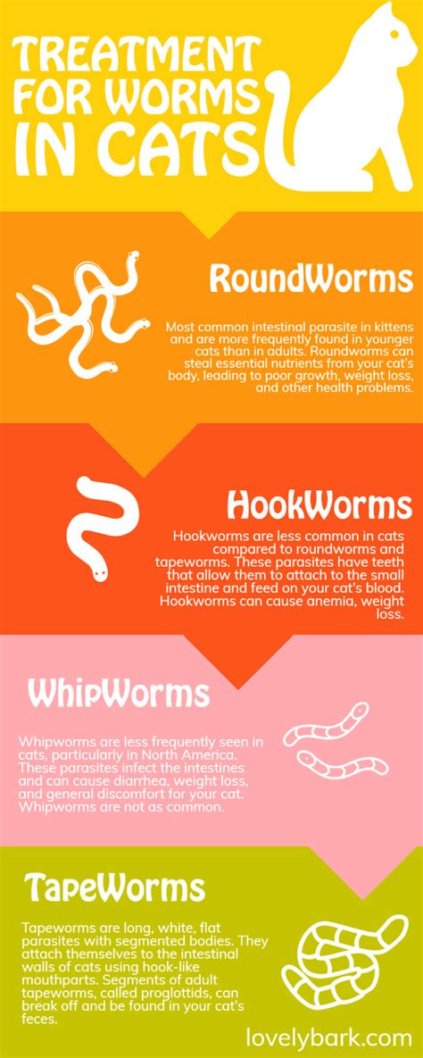 Best Treatment For Worms In Cats Symptoms Causes Prevention