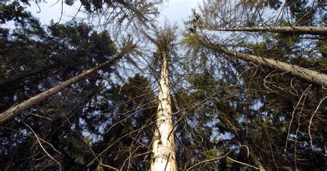 Umwelt Warum Der Wald Im Kreis Trier Sarburg Dringend Hilfe Braucht