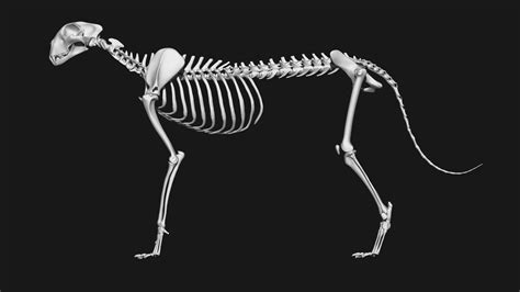 ArtStation - Cheetah Skeleton | Resources