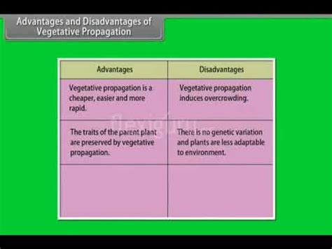 Advantage And Disadvantages Of Vegetative Propagation YouTube