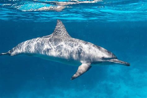 Descubre C Mo Duermen Los Delfines Todo Lo Que Debes Saber Eco