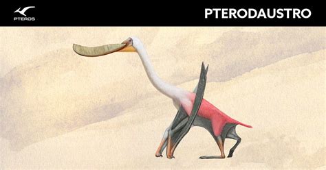 Pterodaustro - Pteros