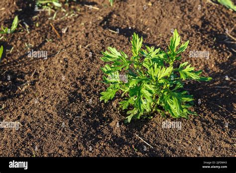 Artemisia Vulgaris Mugwort Ajenjo N El Arbusto Verde Joven De