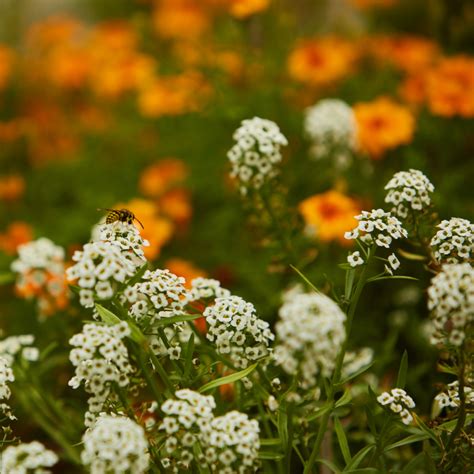 Wedding Events At Big Sur Alila Ventana