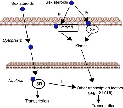 Sex Steroids And Growth Hormone Interactions Endocrinología Y Nutrición