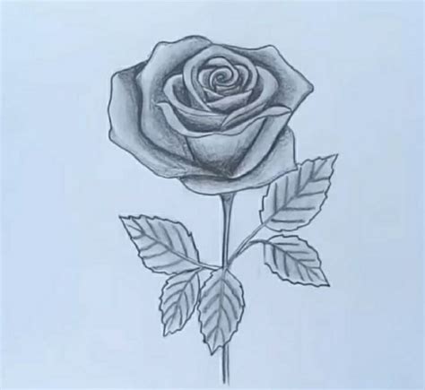 25 Easy Rose Drawing Ideas How To Draw A Rose