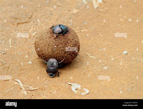 Image Of Dung Beetles Rolling Elephant Dung At Addo National Park