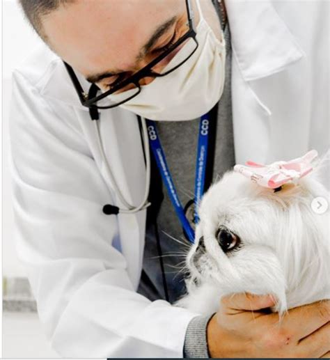 Como escolher o seu Médico Veterinário Pet Care Hospital Veterinário