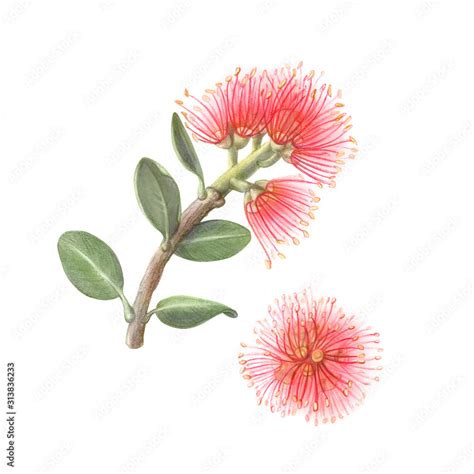 Pohutukawa or New Zealand Christmas Tree Pencil Drawing Isolated on White Stock Illustration ...