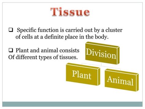 Tissue Class 9 Ppt