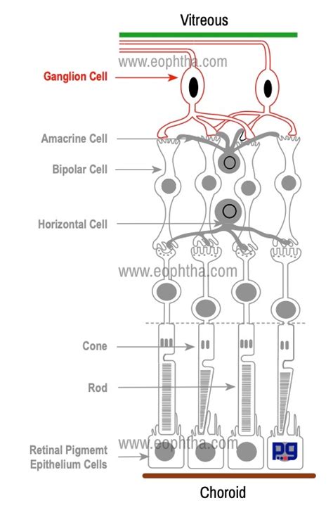 Anatomy Of Retina