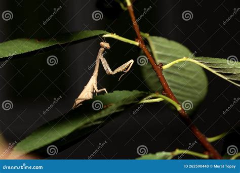 Green Praying Mantis Stock Photo Image Of Carnivore