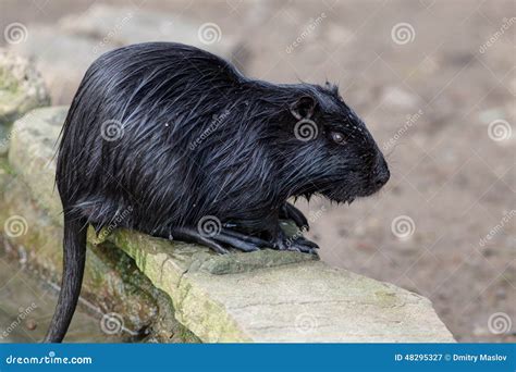 Black Nutria Stock Image Image Of Whisker Outdoors 48295327