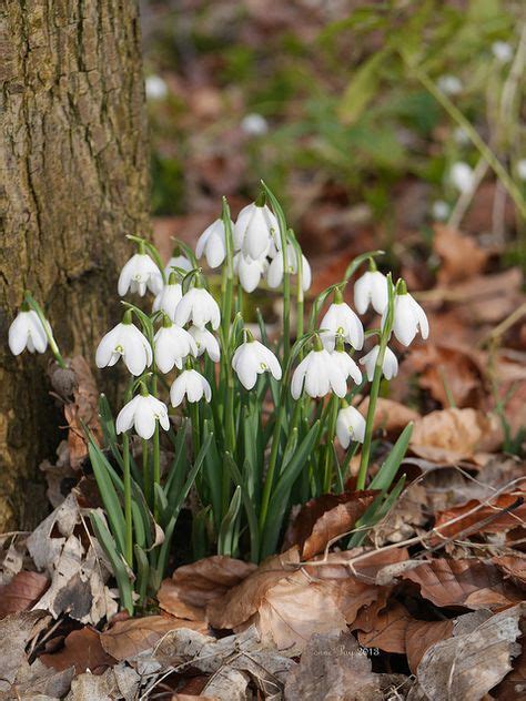 10 January flower ideas | january flower, beautiful flowers, planting ...