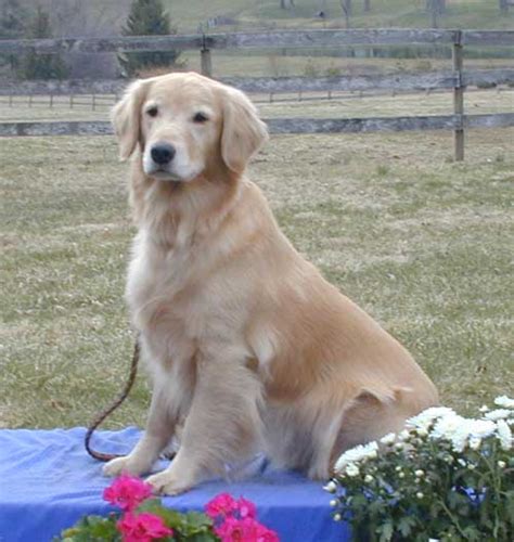 Flat Coats At Heart Capital Region Flat Coated Retriever Club