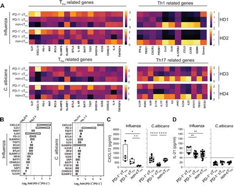 Fluspecific Pd Ctfh Cells Phenotypically Resemble Gc Tfh Cells A