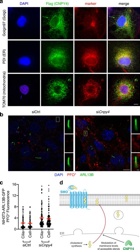 Cnpy Is An Er Resident Protein That Elevates Membrane Levels Of