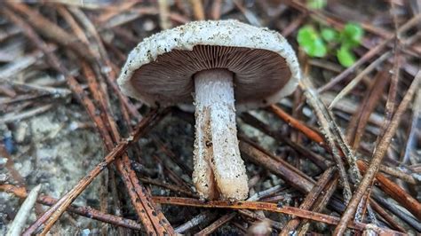 Agaricus Devoniensis The Ultimate Mushroom Guide