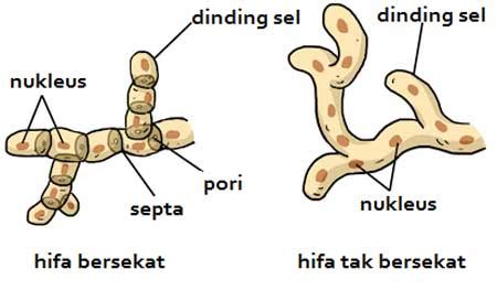 Hifa Jamur Adalah Homecare