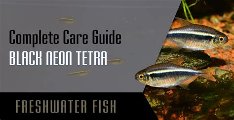 Black Neon Tetra Complete Care Guide Setup Fish Tank