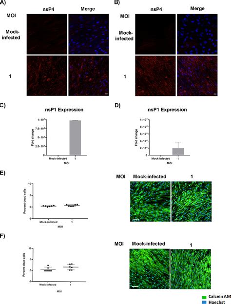 Susceptibility Of Osteogenic Cells To Chikv Infection Osteogenic Cells