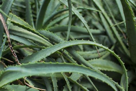 Why My Aloe Vera Plant Leaves Are Bending And Drooping