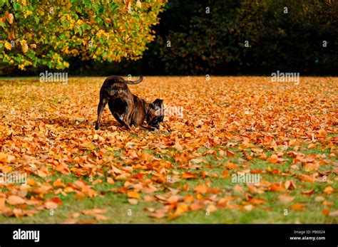 german boxer dog Stock Photo - Alamy