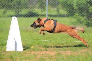 Flyball for Dogs 101: Info, Guide & How to Get Started | Hepper