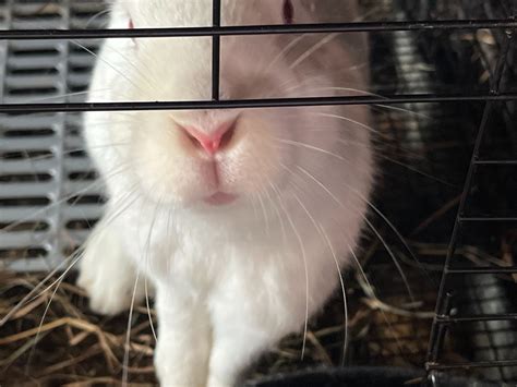 24 Reasons You Should Raise Meat Rabbits In Wire Cages Meat Rabbits